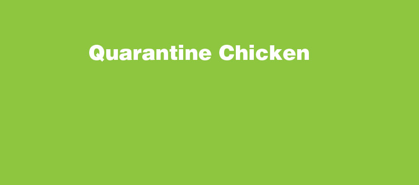 Quarantine Chicken